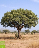 strom karité
