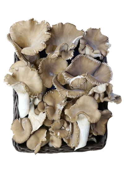 BIO Hlva 'BLACK PEARL'